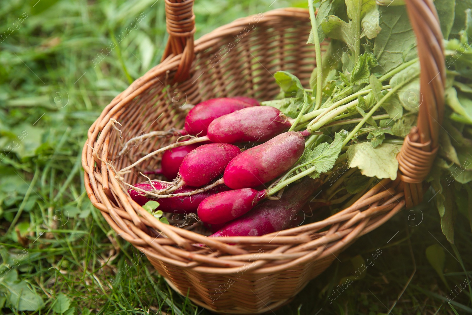 Photo of Wicker basket with freshly harvested radishes outdoors