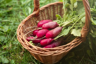 Photo of Wicker basket with freshly harvested radishes outdoors