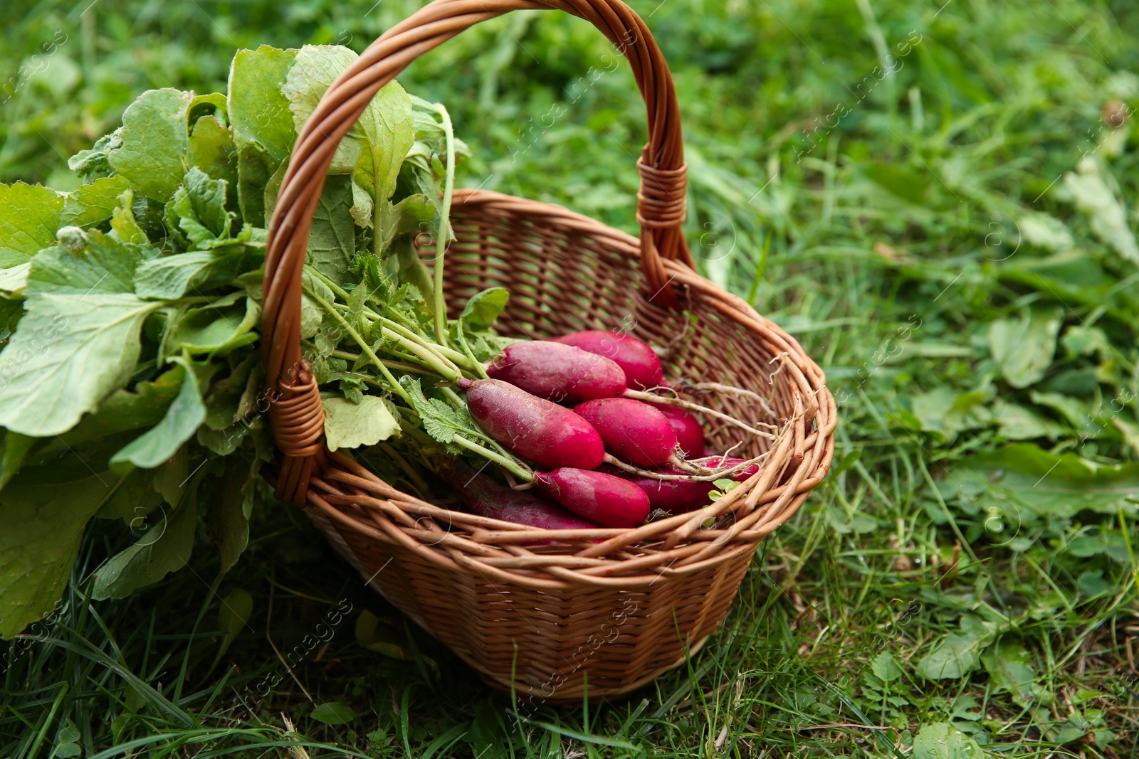 Photo of Wicker basket with freshly harvested radishes outdoors