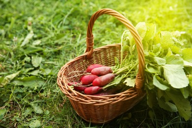 Photo of Wicker basket with freshly harvested radishes outdoors