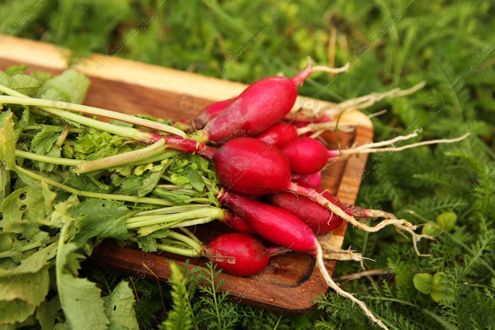 Photo of Bunch of freshly harvested radishes on green grass, closeup