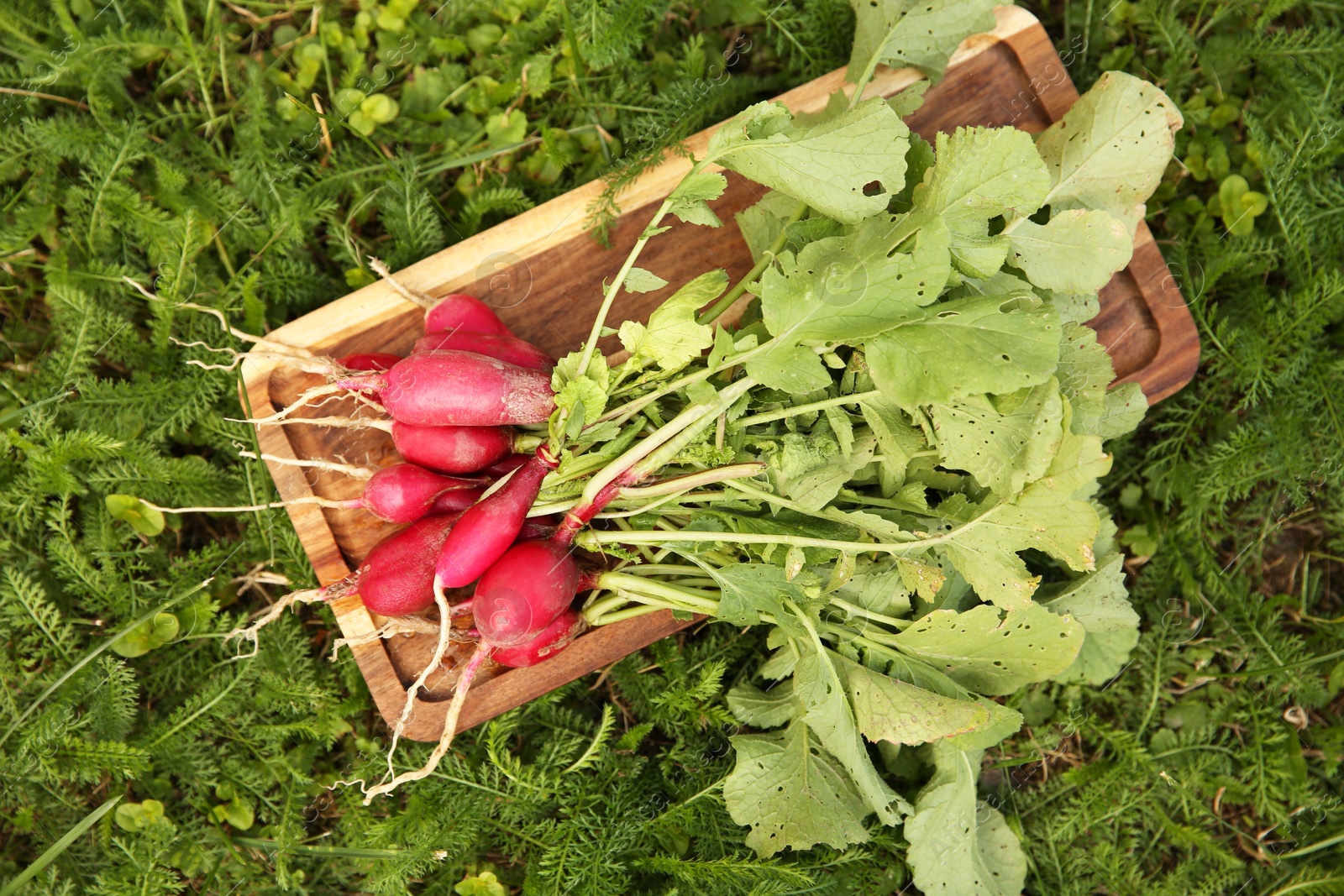 Photo of Bunch of freshly harvested radishes on green grass, top view