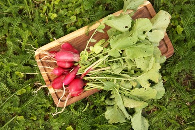 Bunch of freshly harvested radishes on green grass, top view