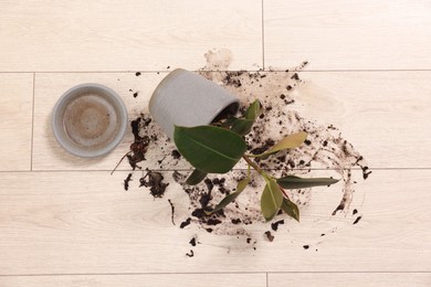 Overturned houseplant and dirt on wooden floor, top view