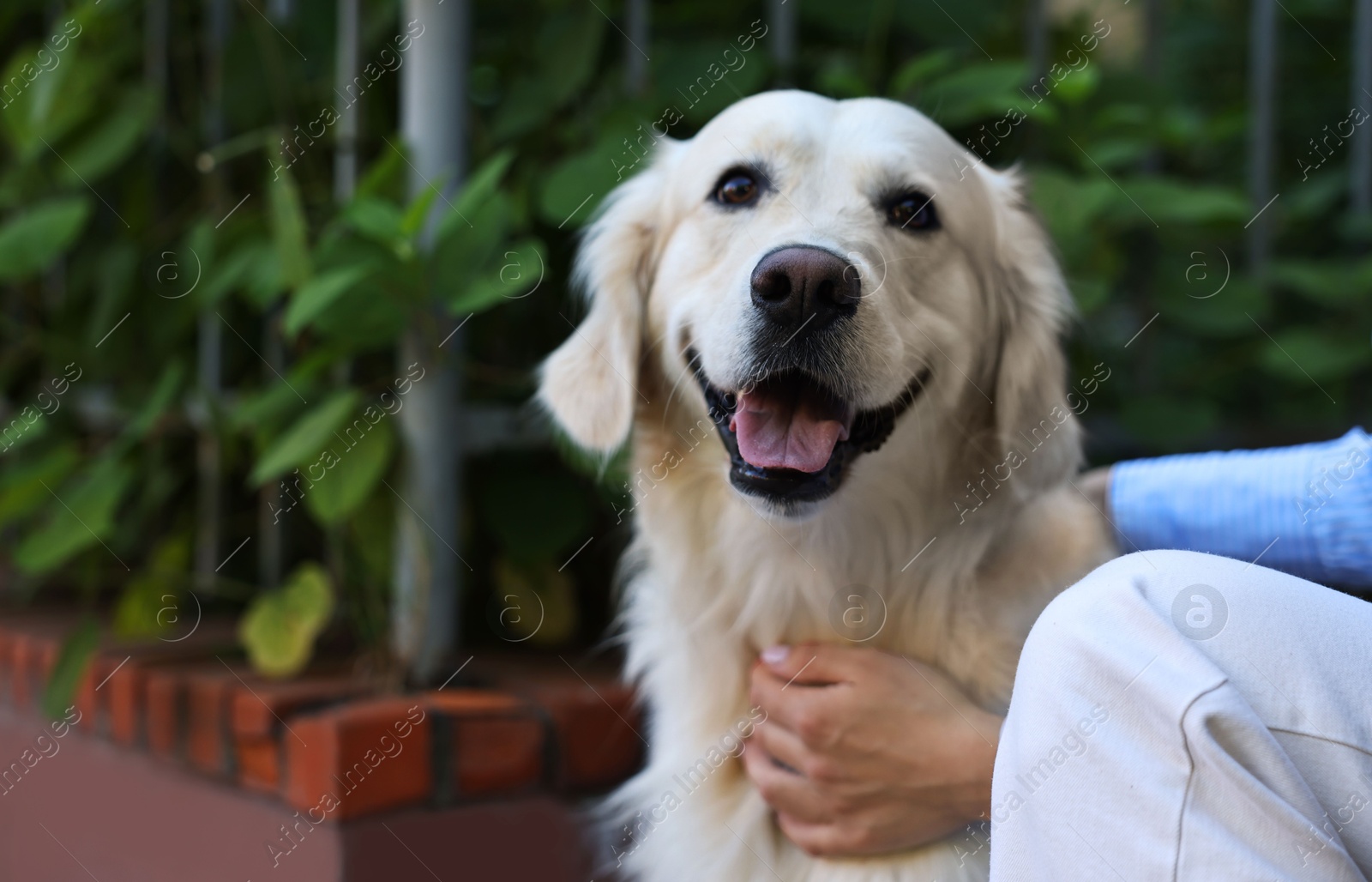 Photo of Owner with cute Golden Retriever dog outdoors, closeup. Space for text