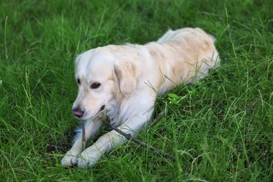 Photo of Cute Golden Retriever dog playing with stick on green grass