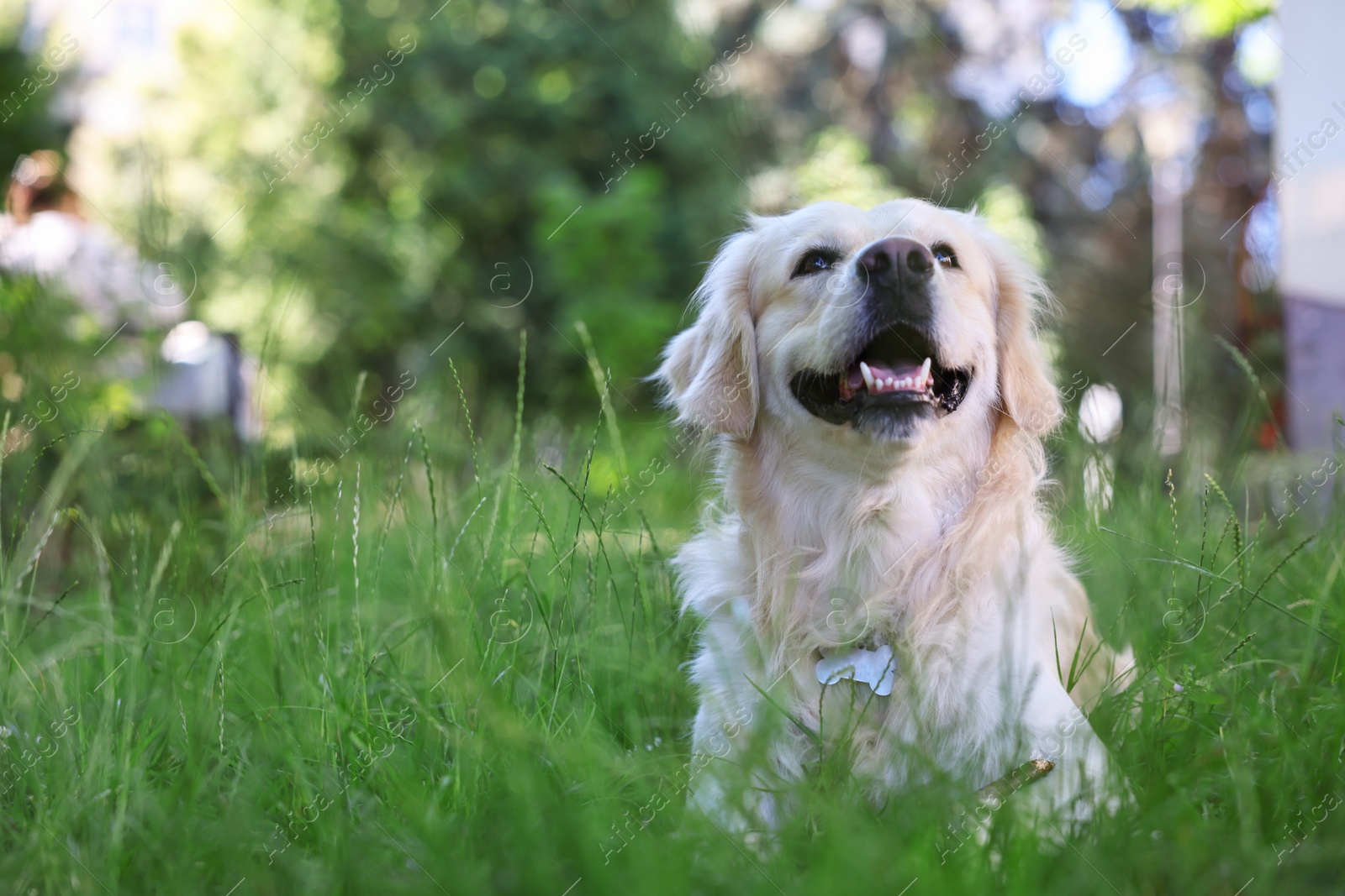 Photo of Cute Golden Retriever dog on green grass. Space for text