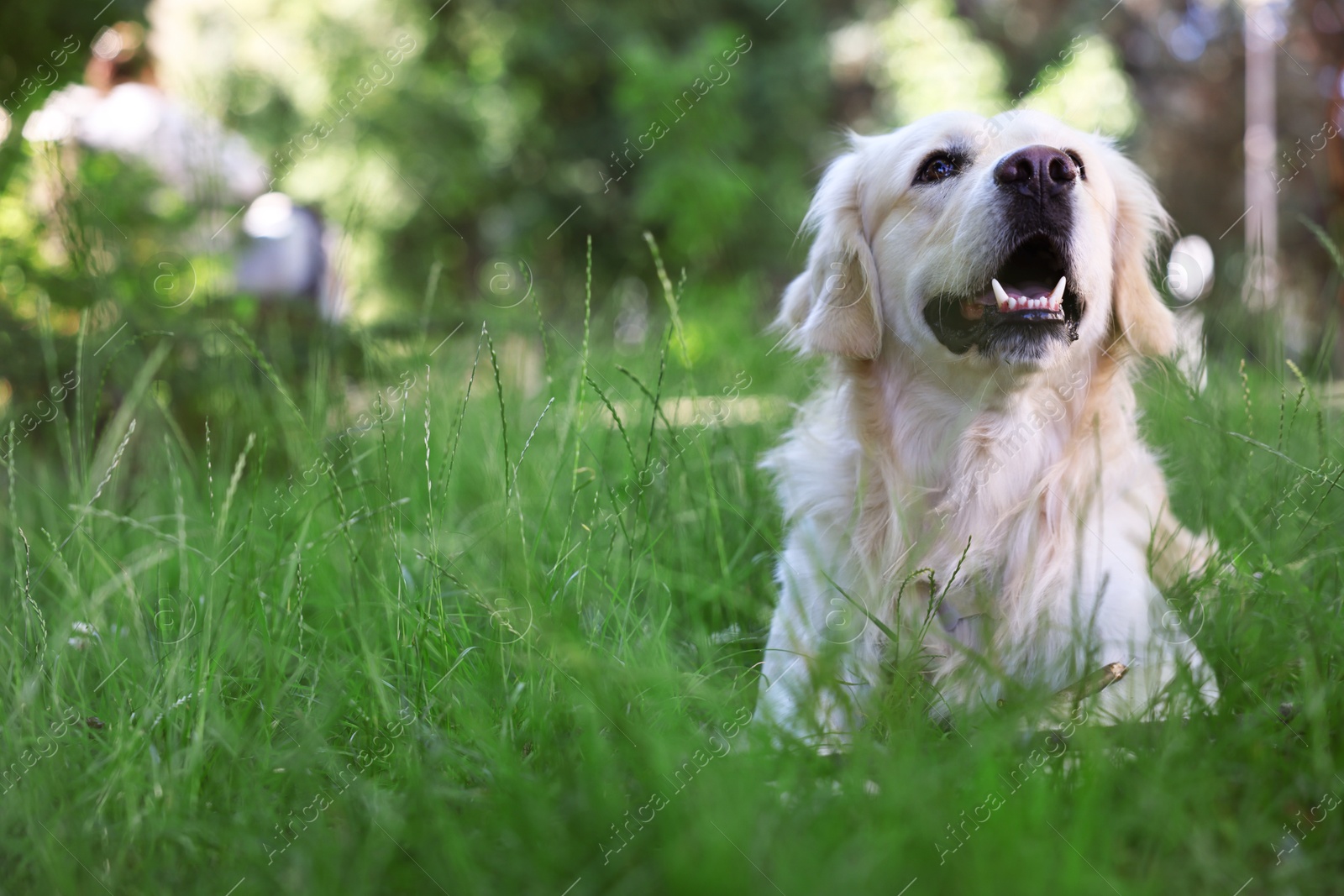 Photo of Cute Golden Retriever dog on green grass. Space for text