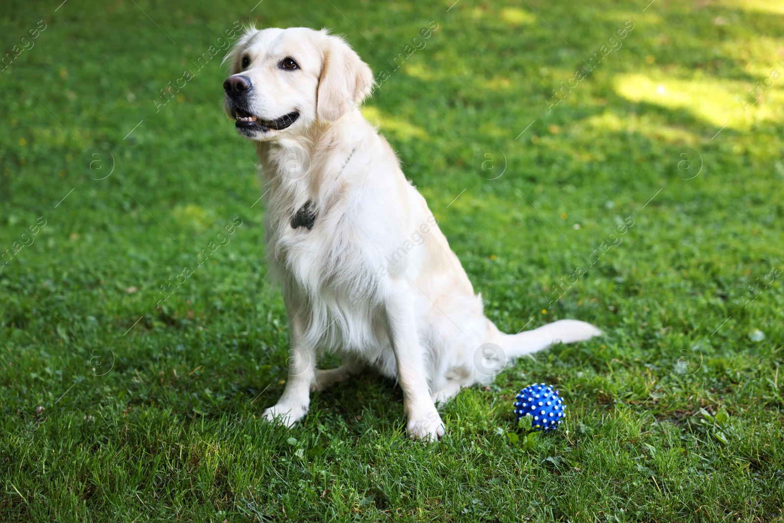 Photo of Cute Golden Retriever and dog toy on green grass