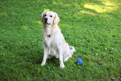 Photo of Cute Golden Retriever and dog toy on green grass