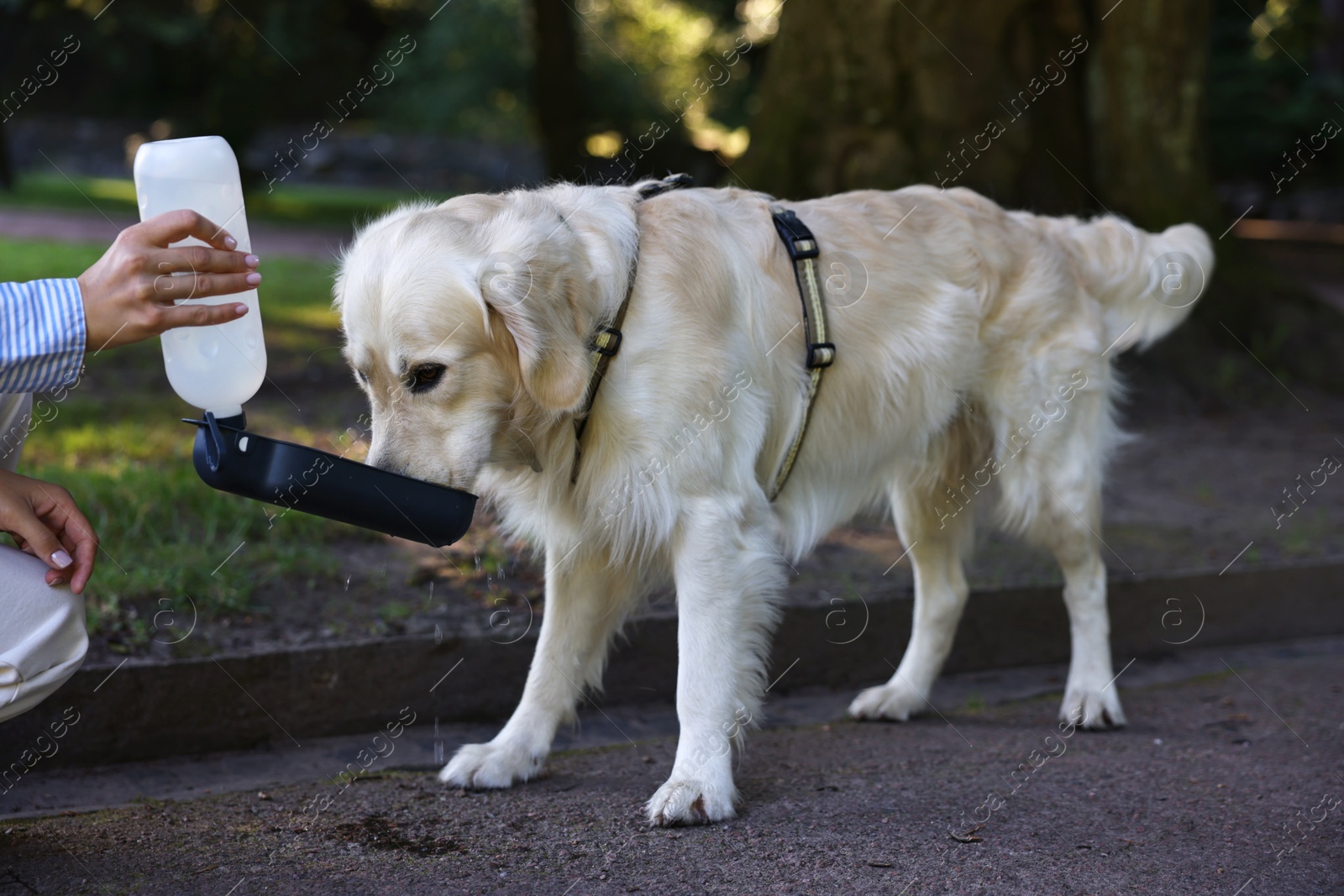 Photo of Owner giving water to her cute Golden Retriever dog on city street, closeup