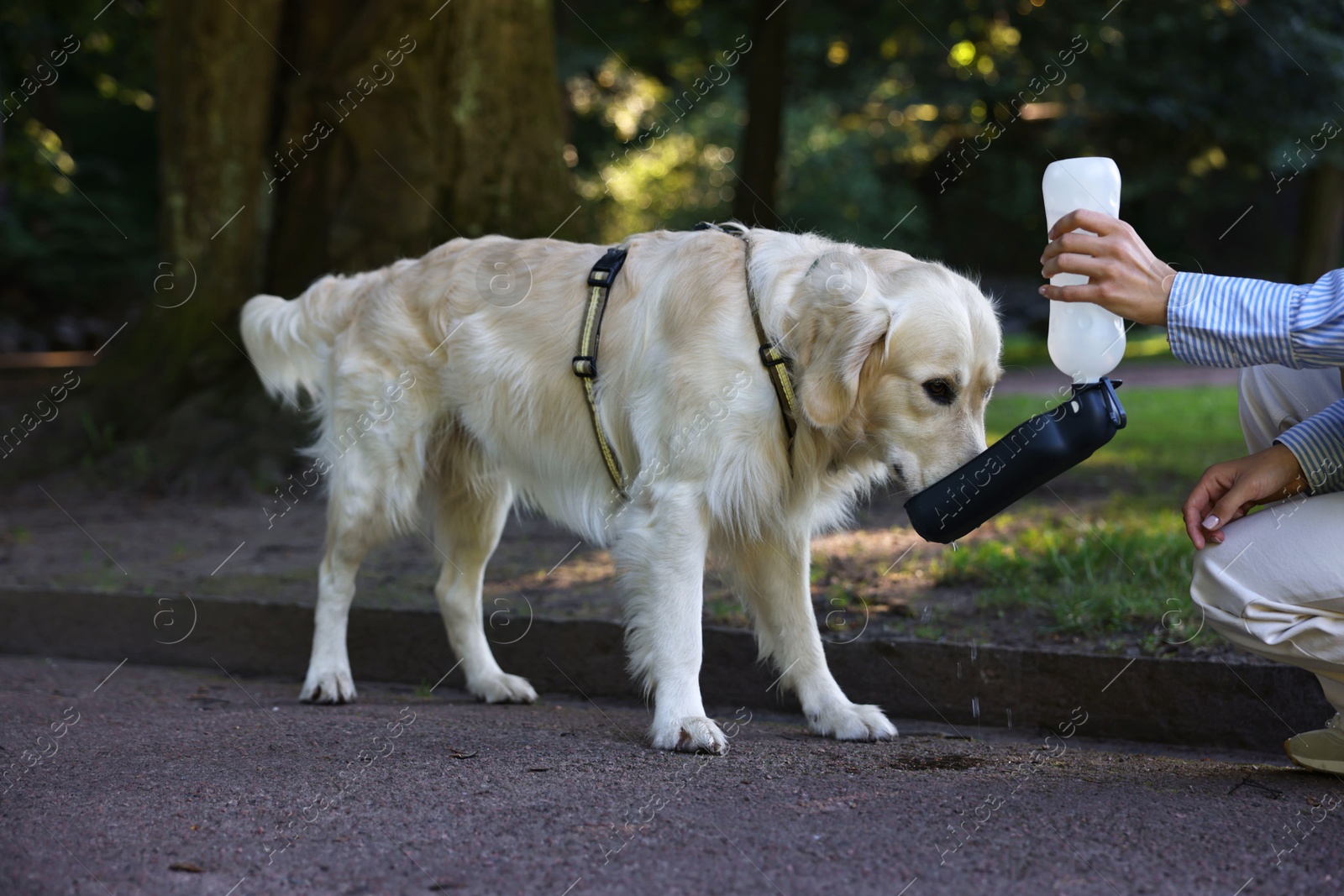 Photo of Owner giving water to her cute Golden Retriever dog on city street, closeup