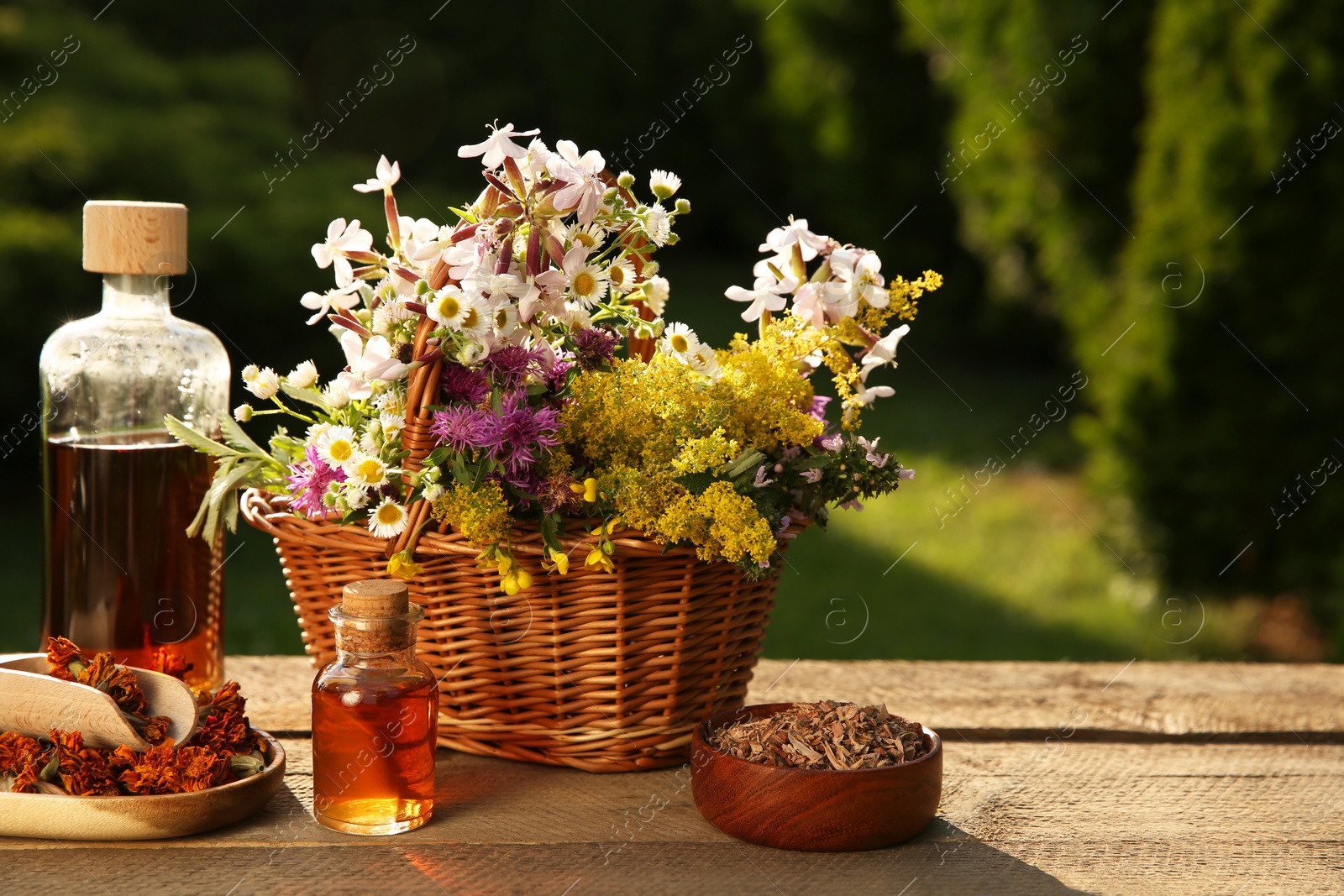 Photo of Tincture in bottles, different flowers and bark chips on wooden table outdoors, space for text