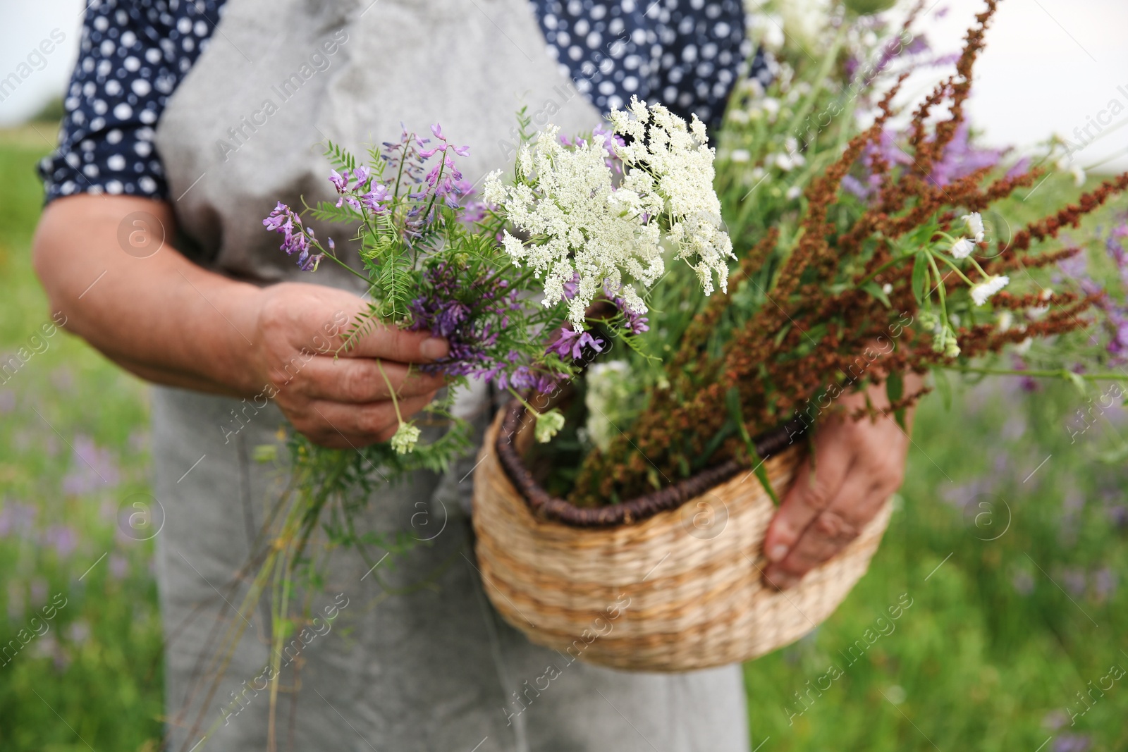 Photo of Senior woman with wildflowers for tincture outdoors, closeup