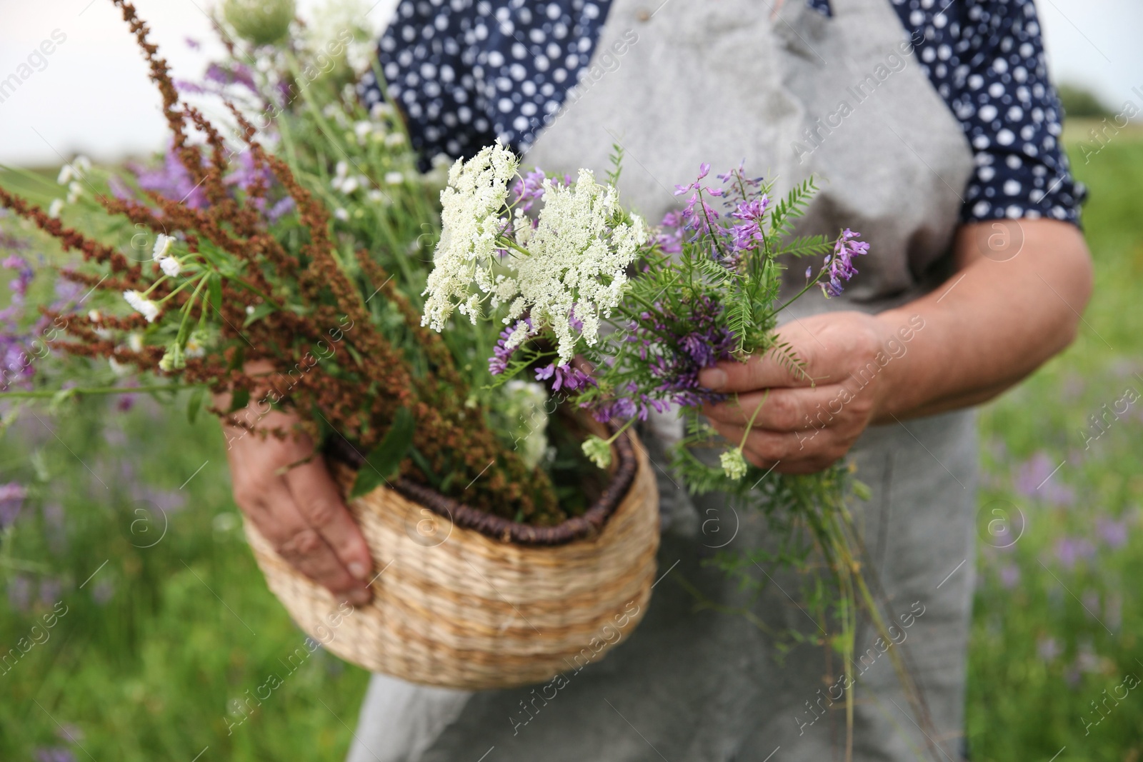 Photo of Senior woman with wildflowers for tincture outdoors, closeup