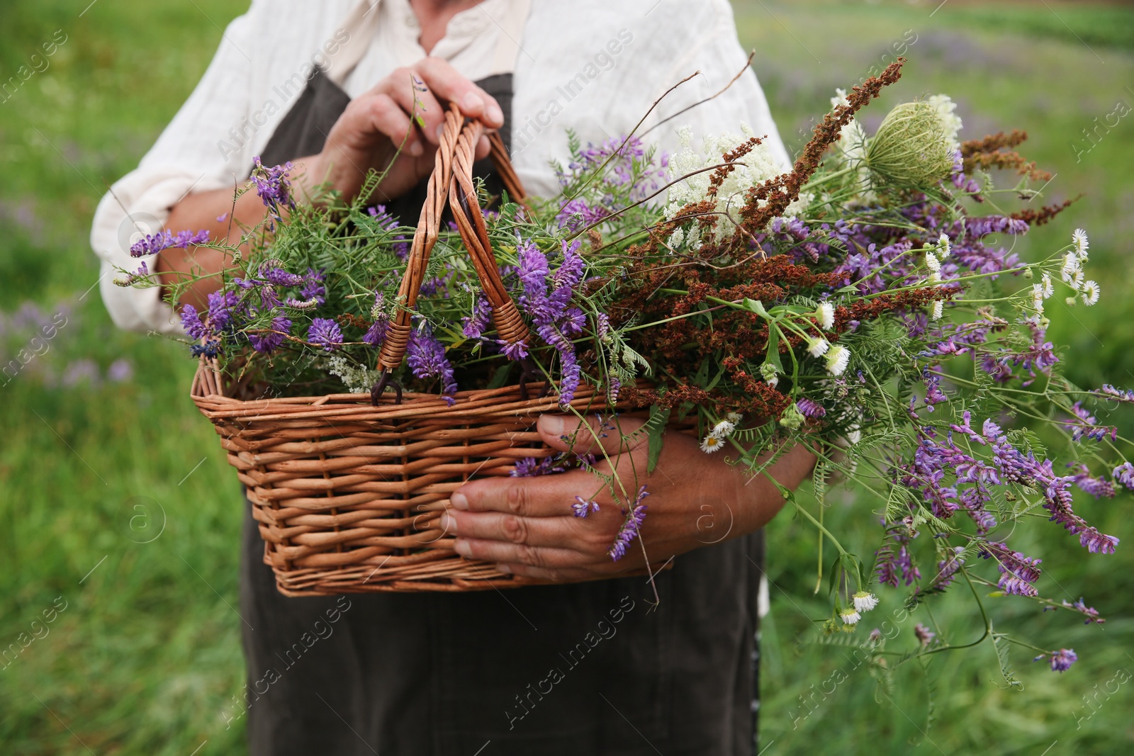 Photo of Senior woman with wildflowers for tincture outdoors, closeup