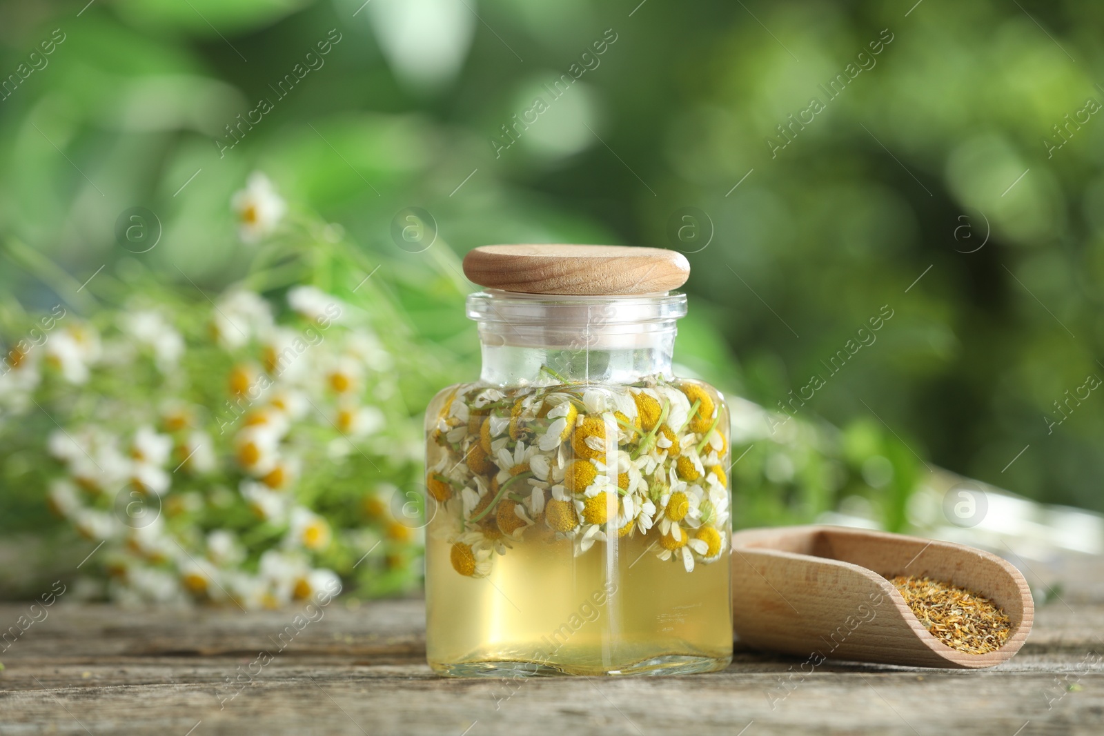 Photo of Natural tincture in jar and scoop of dry daisy flowers on wooden table outdoors, closeup