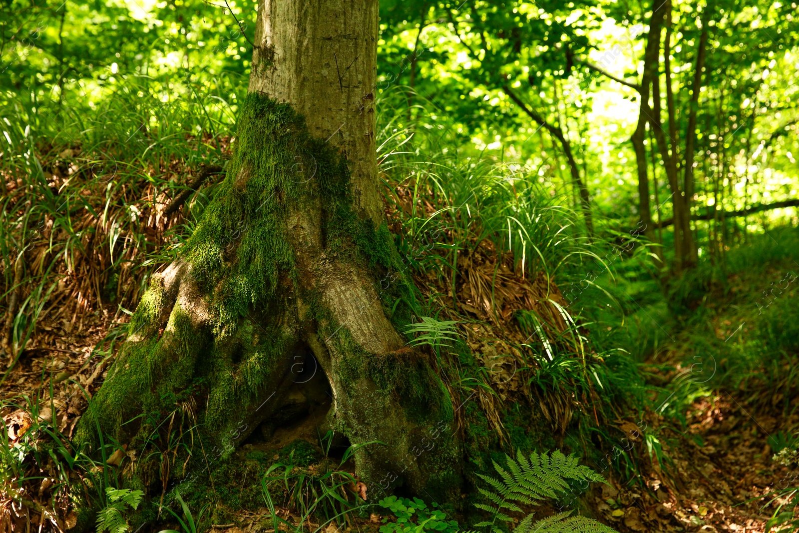 Photo of Tree trunk and roots in forest outdoors