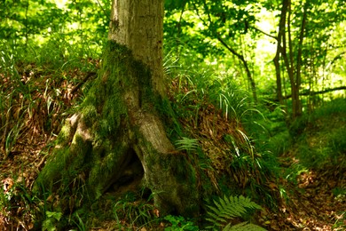 Tree trunk and roots in forest outdoors