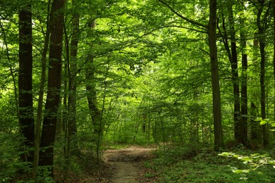 Photo of Beautiful green trees and pathway in forest