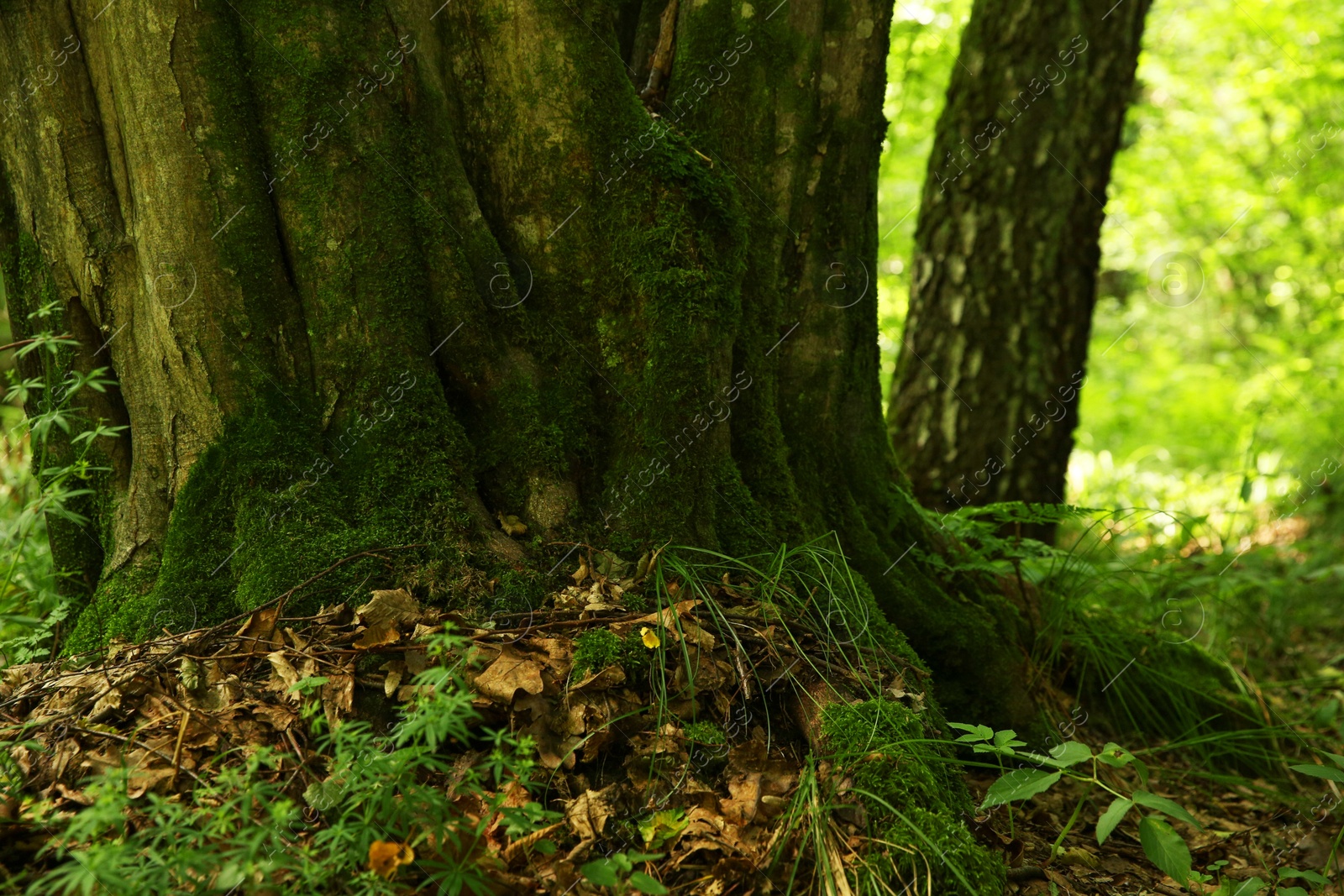 Photo of Tree trunk and roots in forest outdoors, closeup