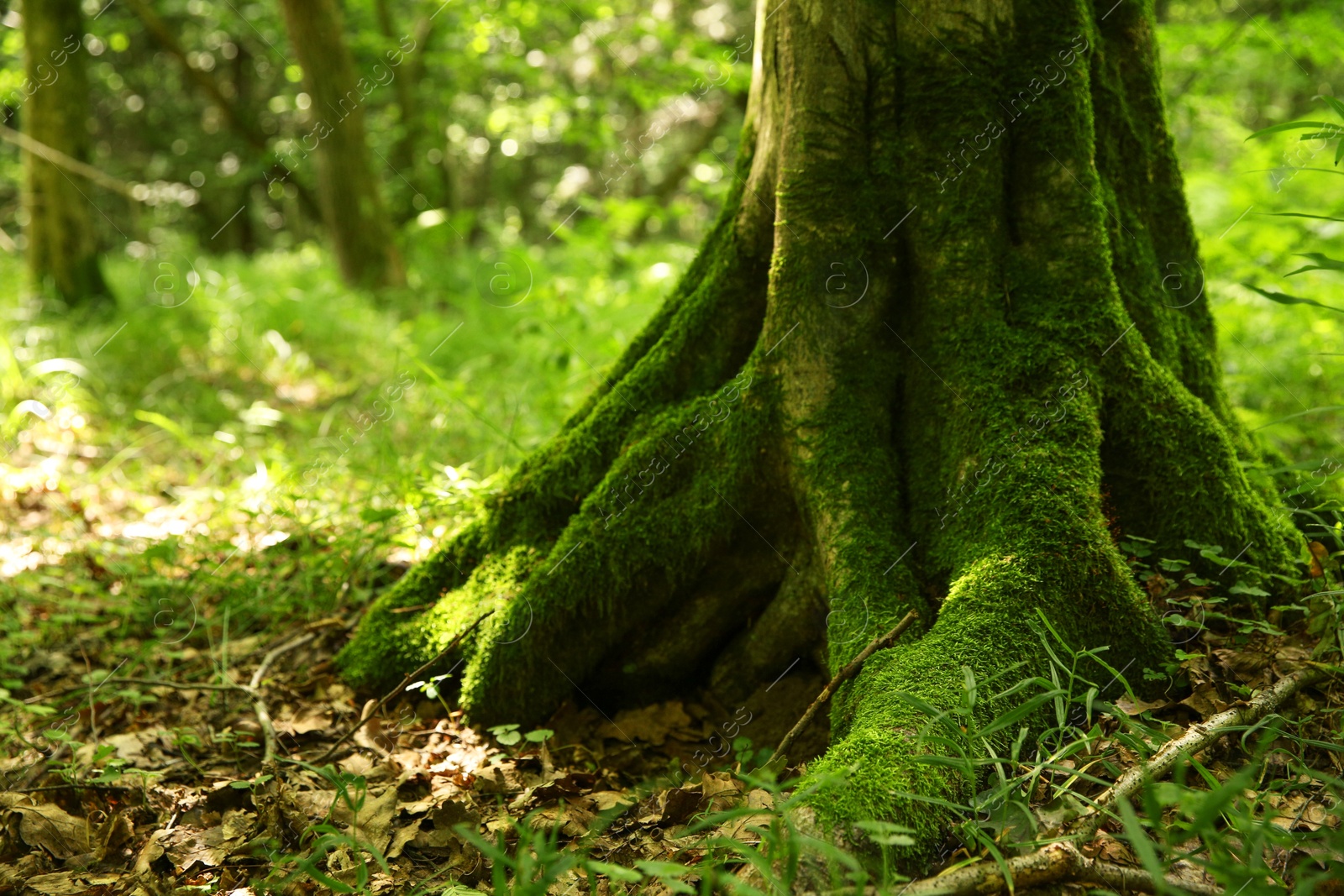 Photo of Tree trunk and roots in forest outdoors