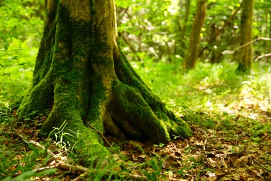 Photo of Tree trunk and roots in forest outdoors