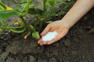 Woman putting fertilizer onto soil under plant outdoors, closeup