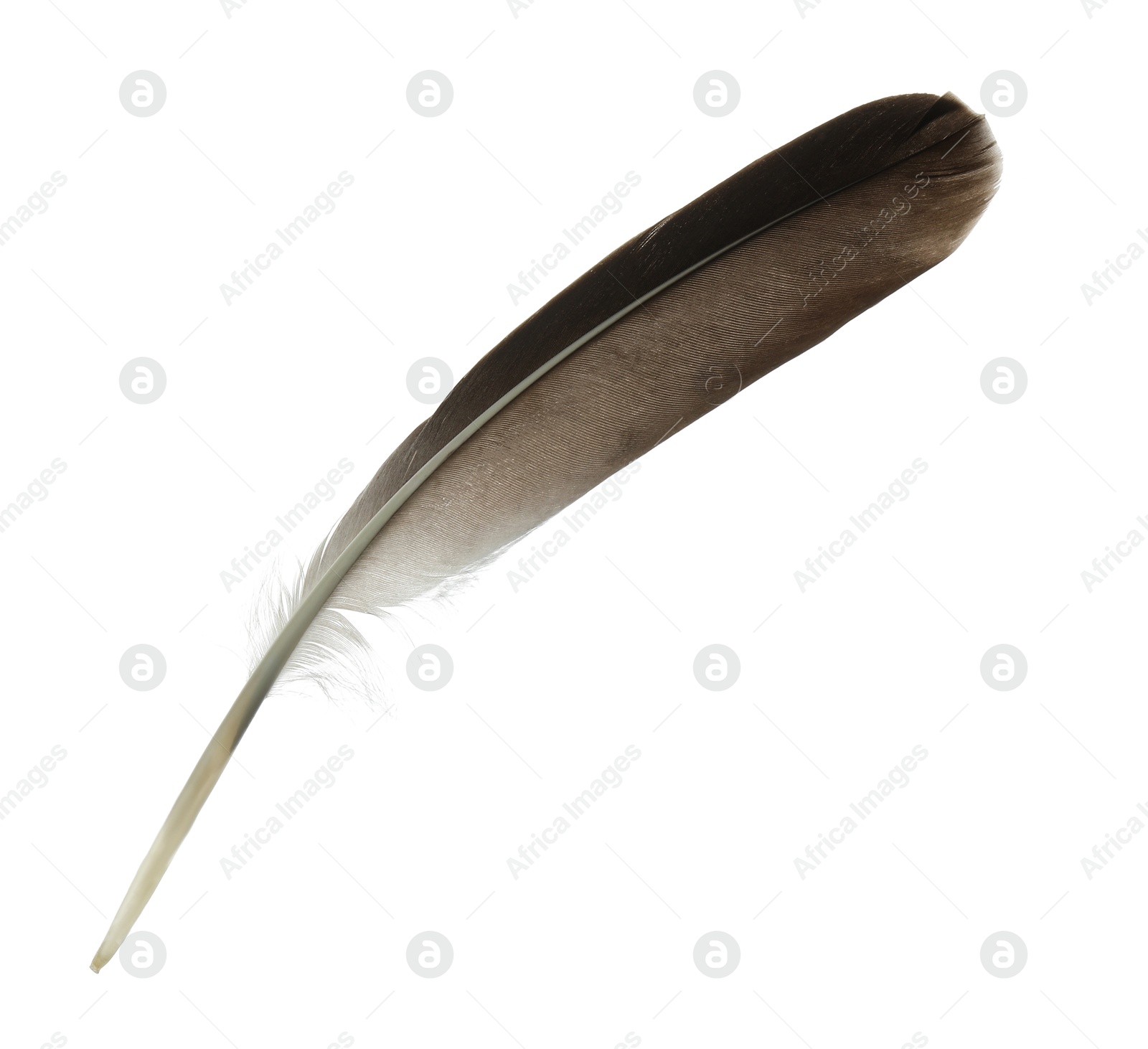 Photo of Beautiful dark bird feather isolated on white