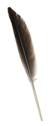 Photo of Beautiful dark bird feather isolated on white