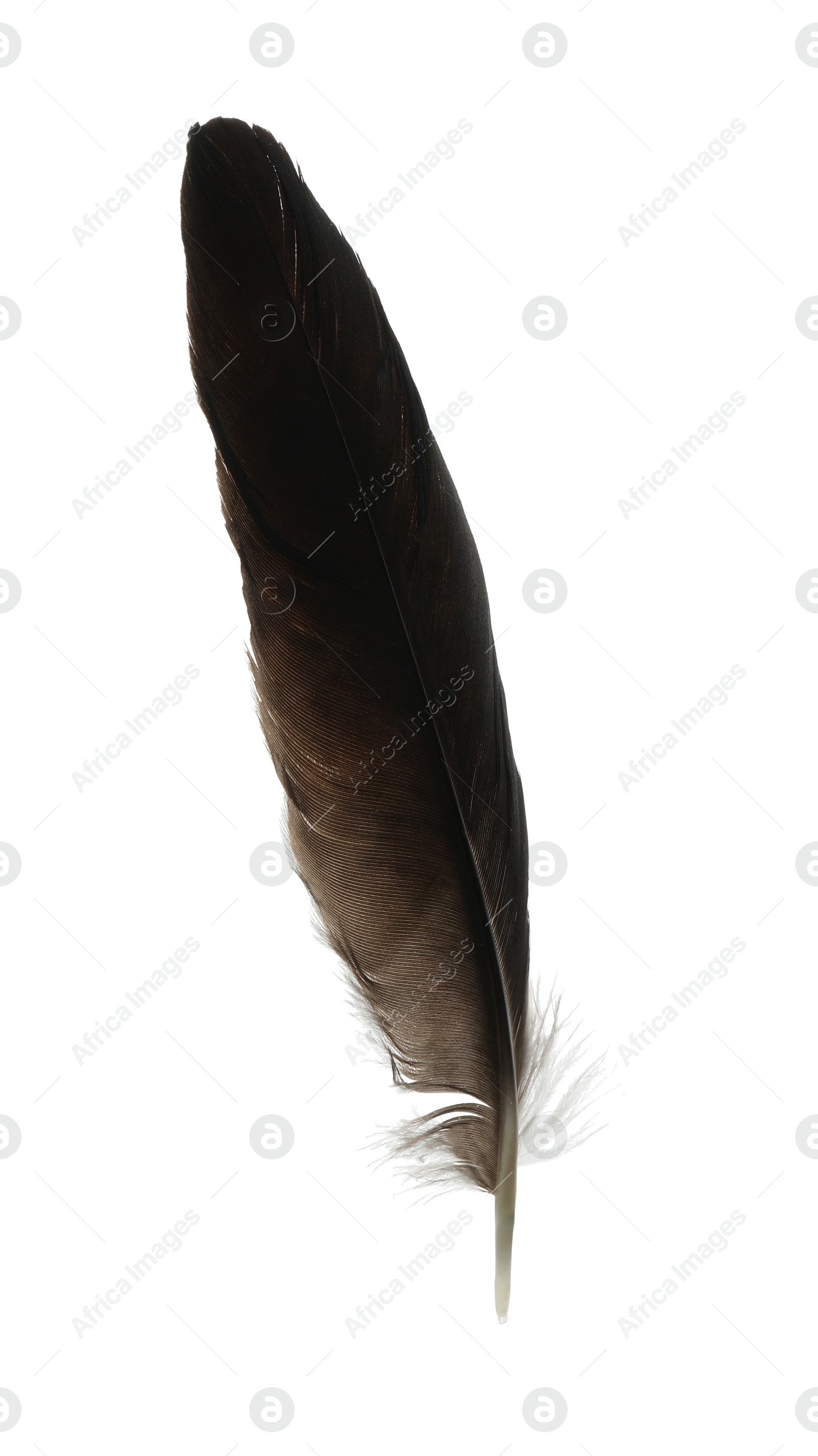 Photo of Beautiful dark bird feather isolated on white