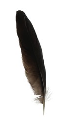 Beautiful dark bird feather isolated on white