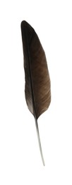 Beautiful dark bird feather isolated on white