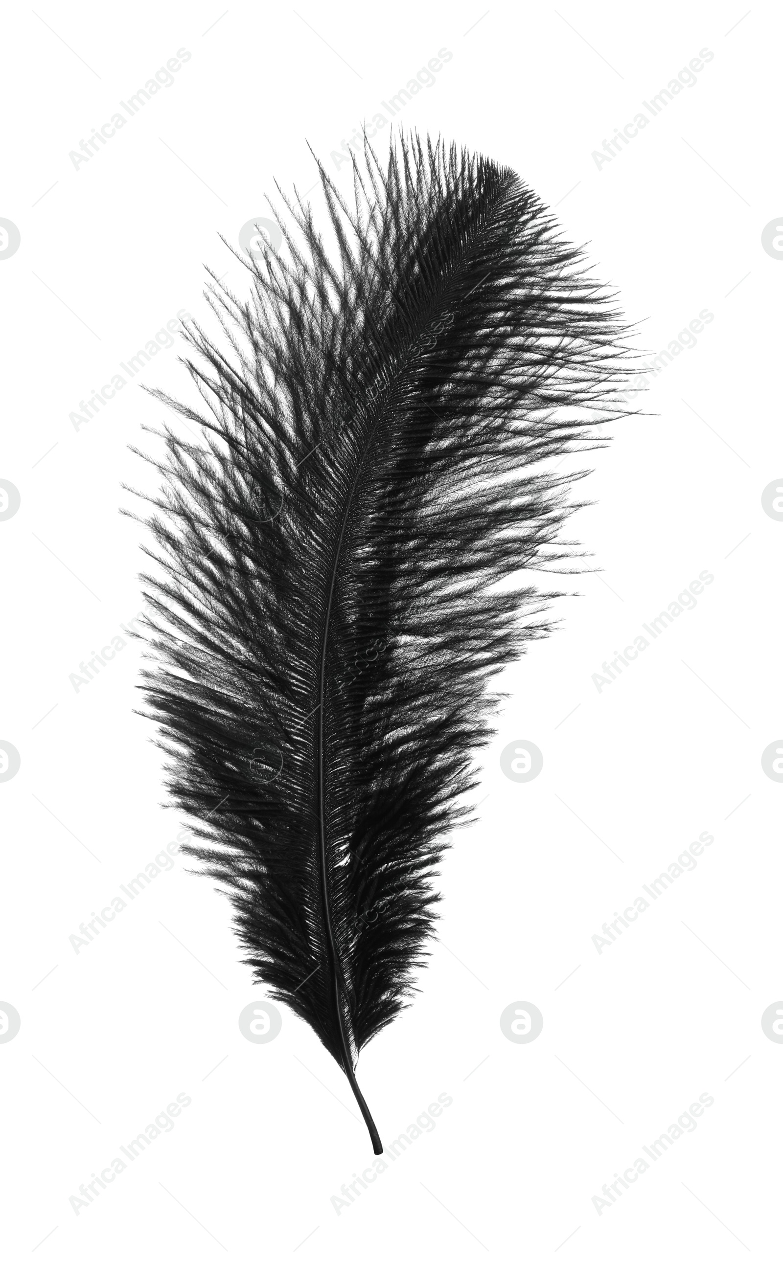 Photo of Beautiful black bird feather isolated on white