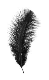 Beautiful black bird feather isolated on white