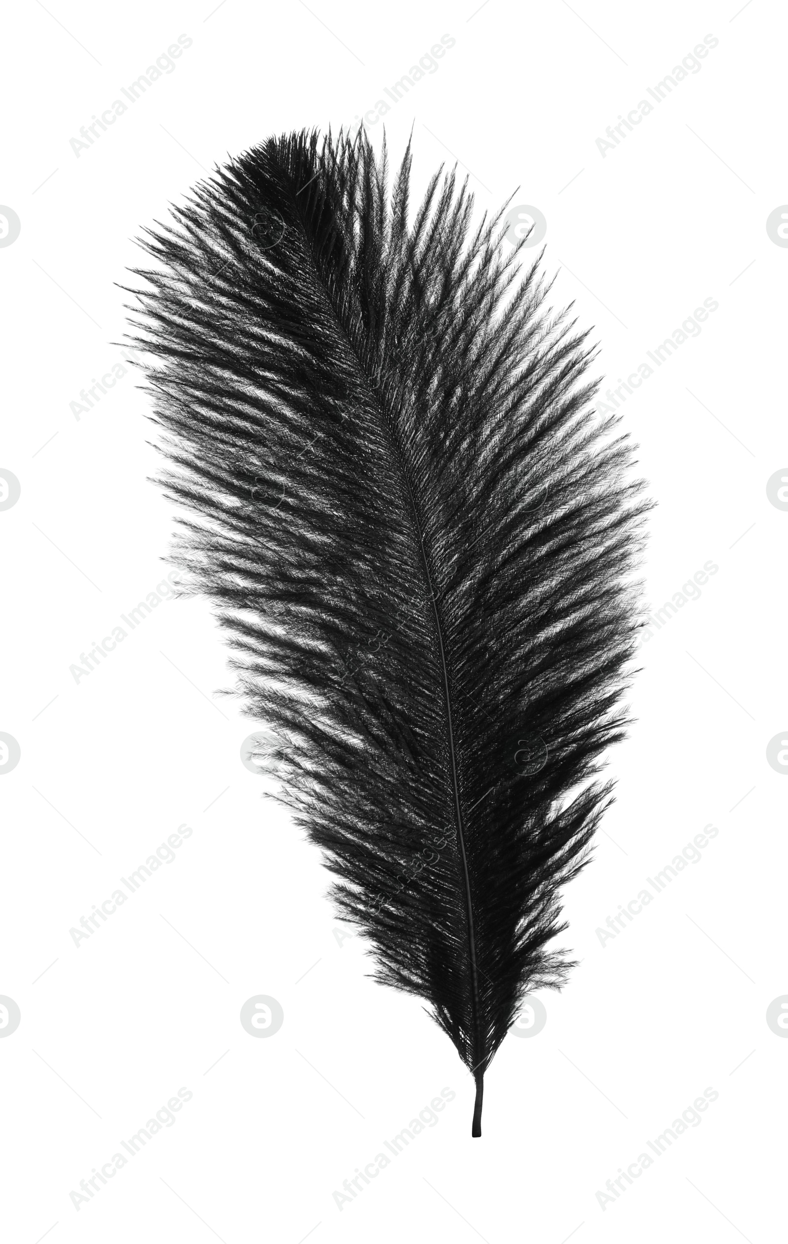 Photo of Beautiful black bird feather isolated on white