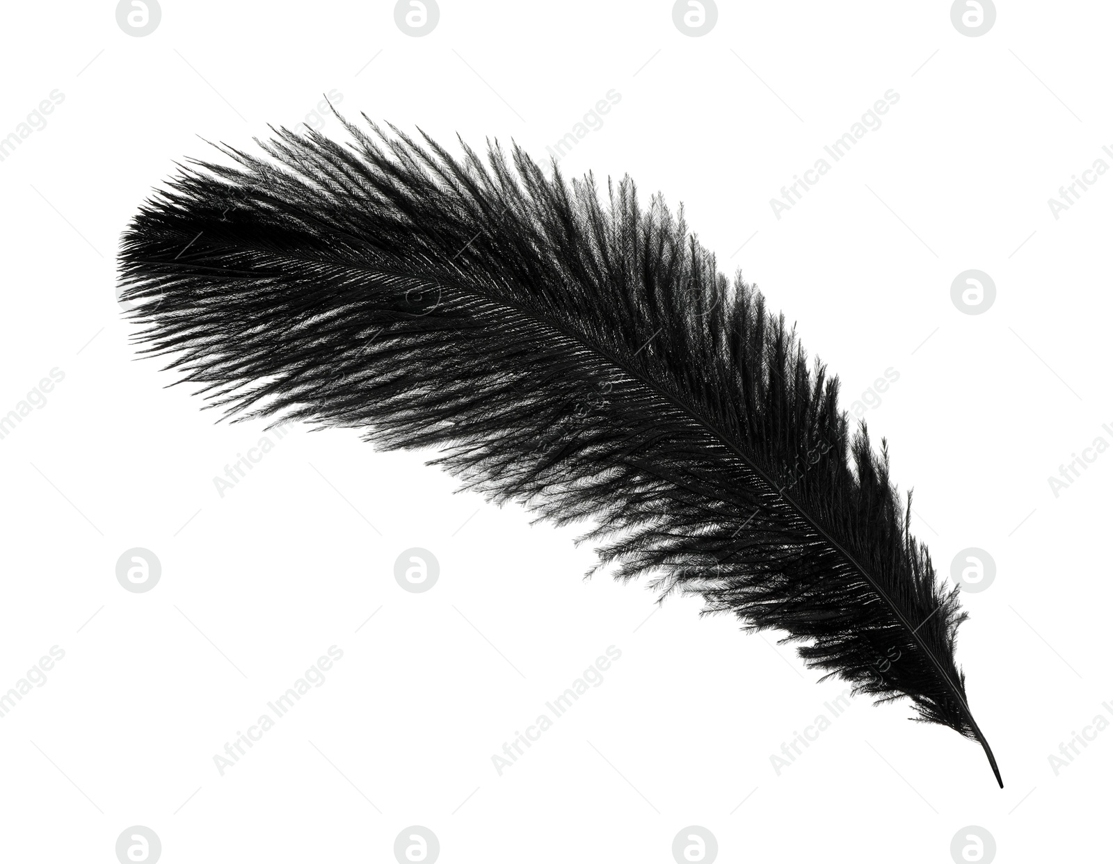 Photo of Beautiful black bird feather isolated on white