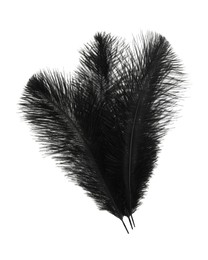 Beautiful black bird feathers isolated on white