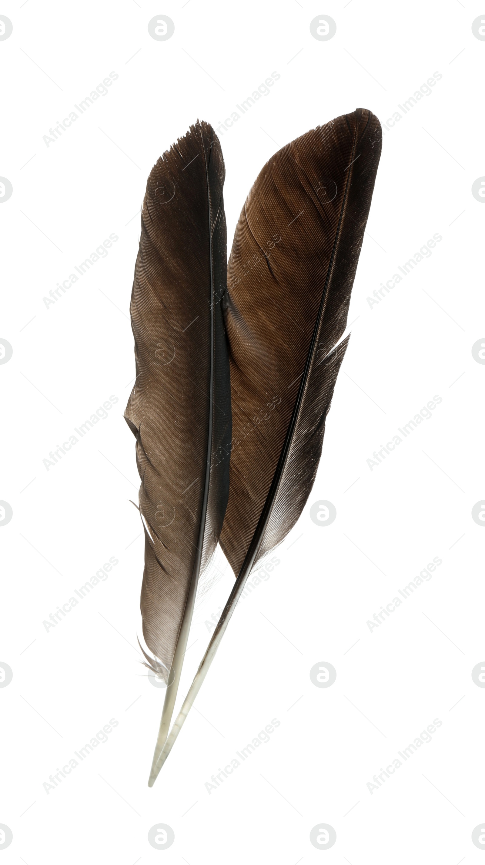 Photo of Beautiful brown bird feathers isolated on white