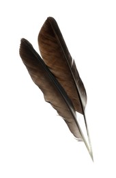 Photo of Beautiful brown bird feathers isolated on white