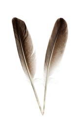 Beautiful brown bird feathers isolated on white