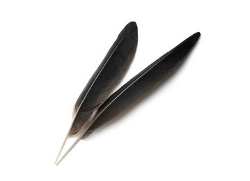 Photo of Beautiful black bird feathers isolated on white, top view