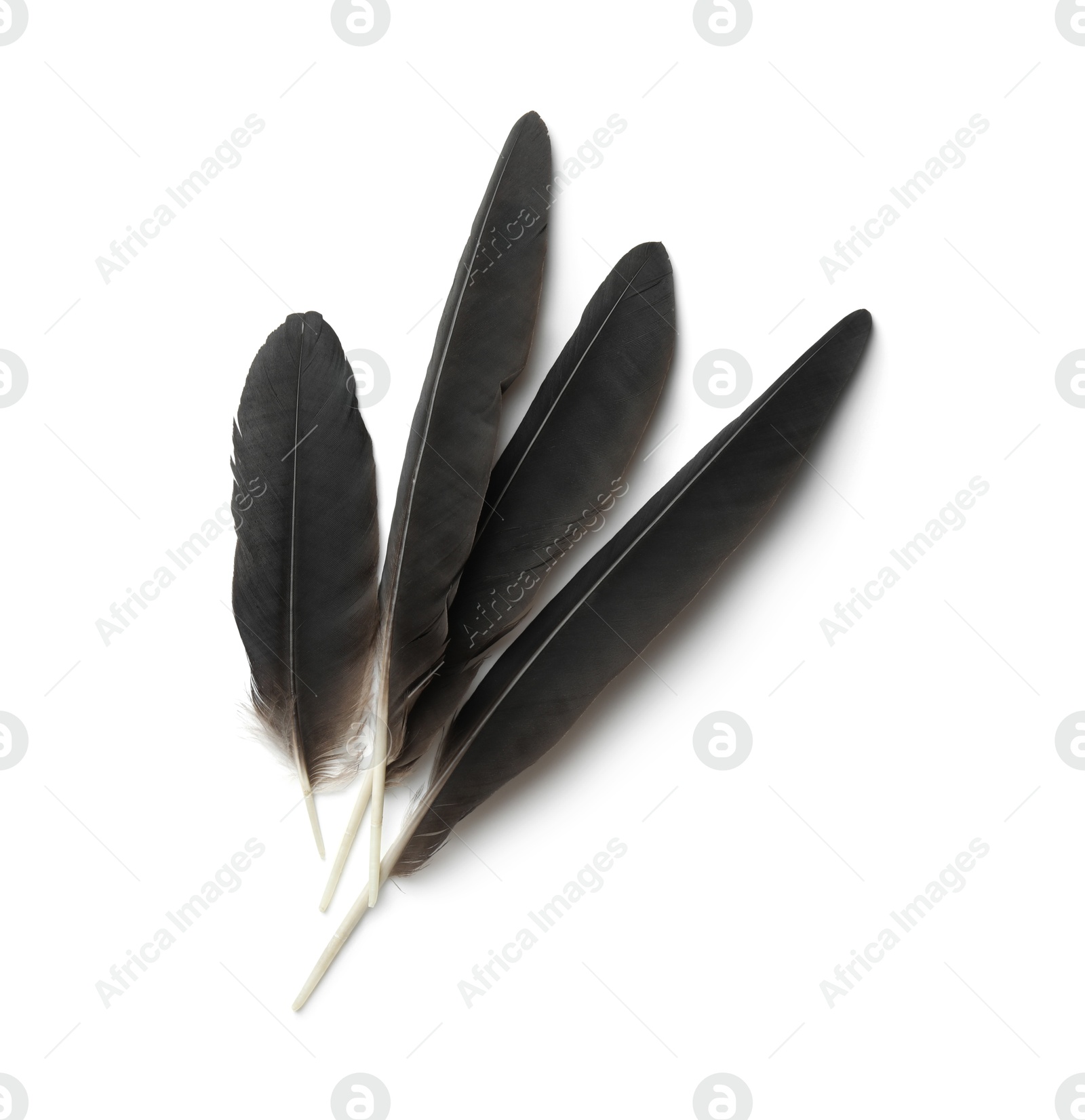 Photo of Beautiful black bird feathers isolated on white, top view