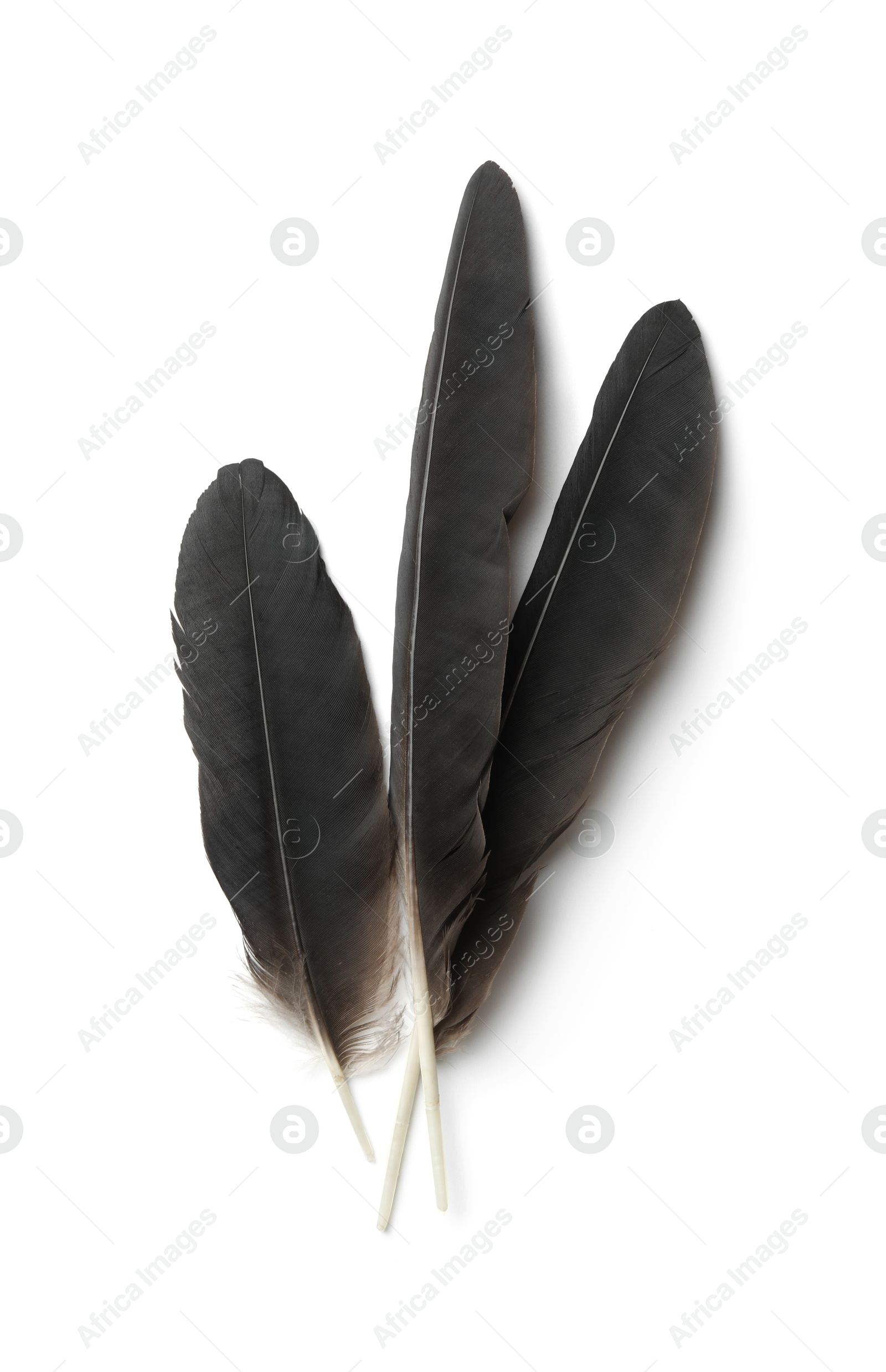 Photo of Beautiful black bird feathers isolated on white, top view