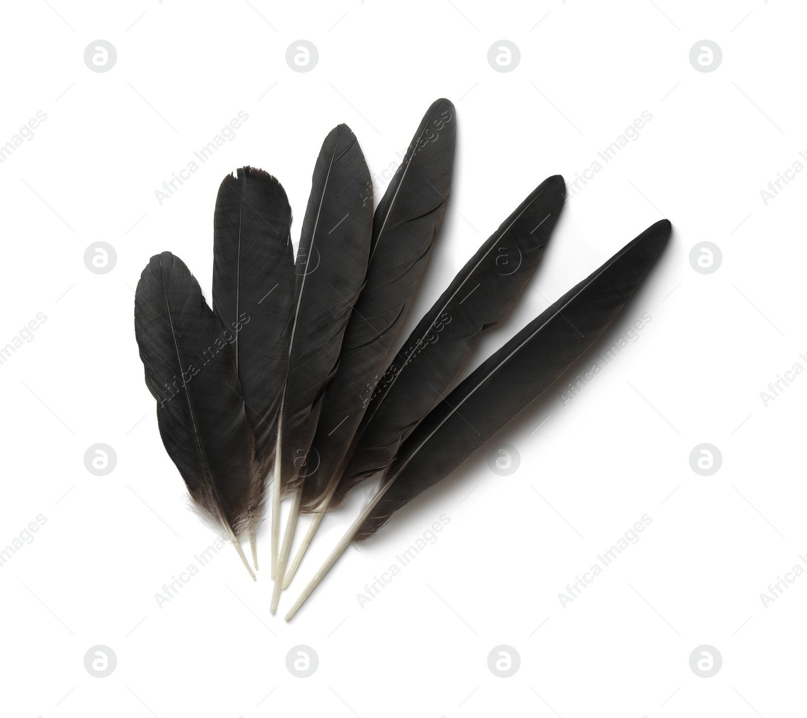 Photo of Beautiful black bird feathers isolated on white, top view