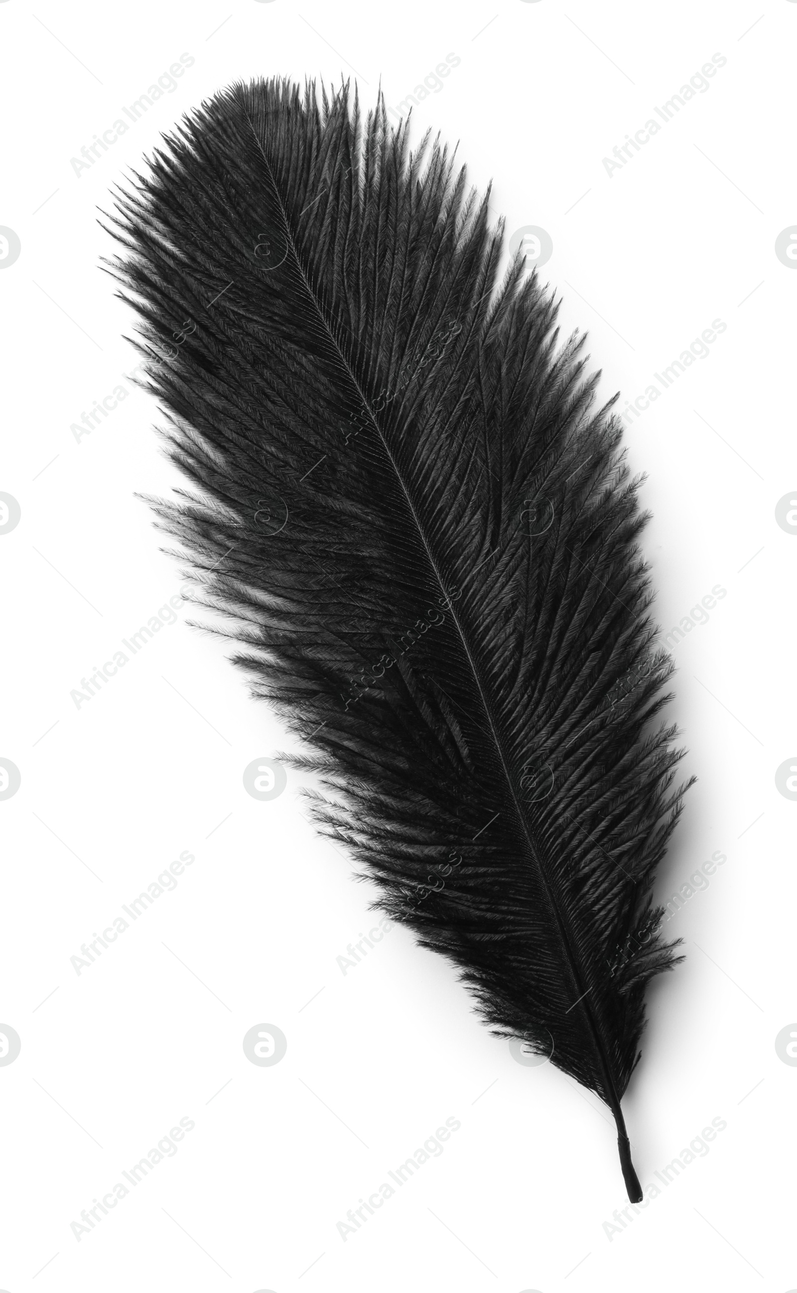 Photo of Beautiful black bird feather isolated on white, top view