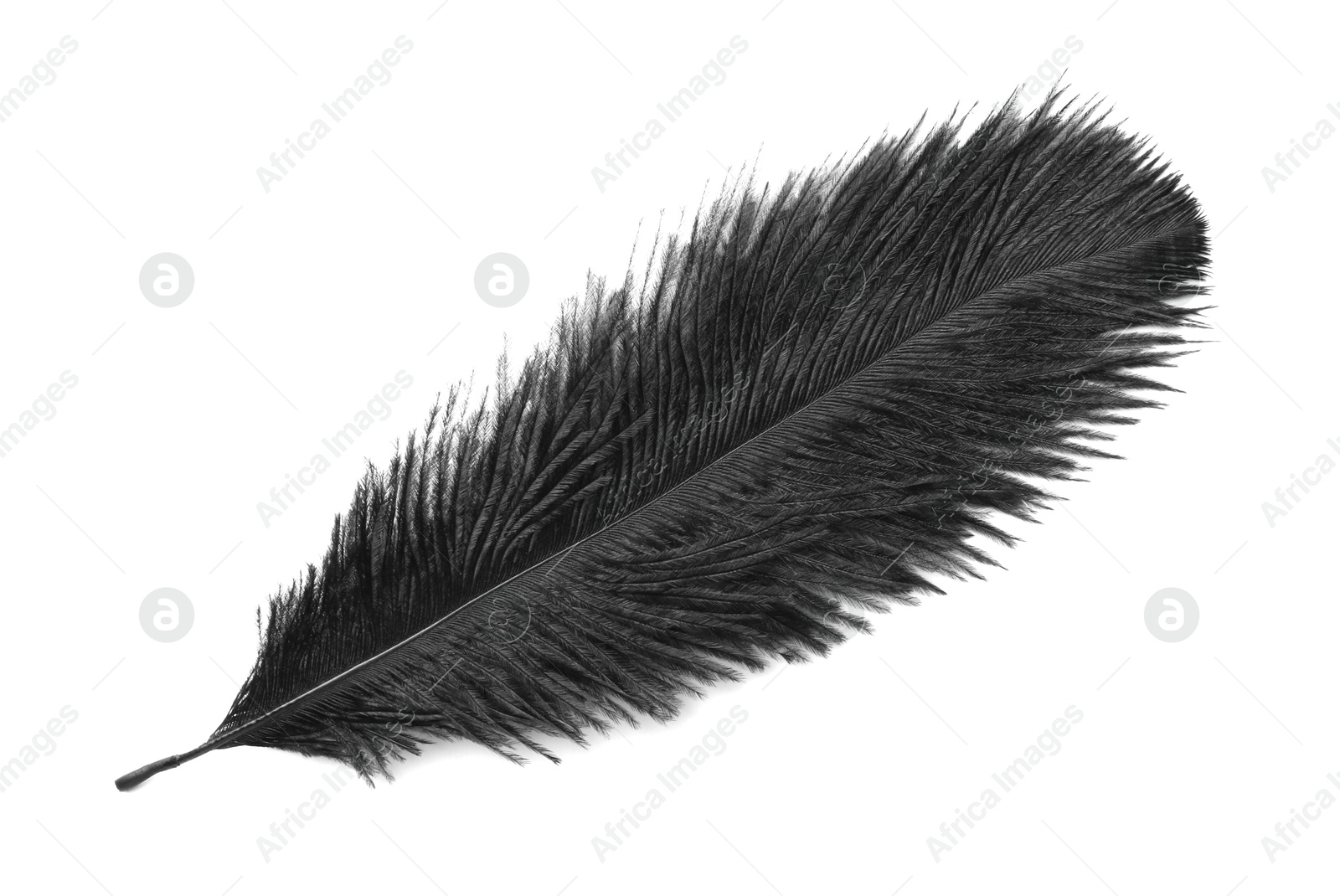 Photo of Beautiful black bird feather isolated on white, top view