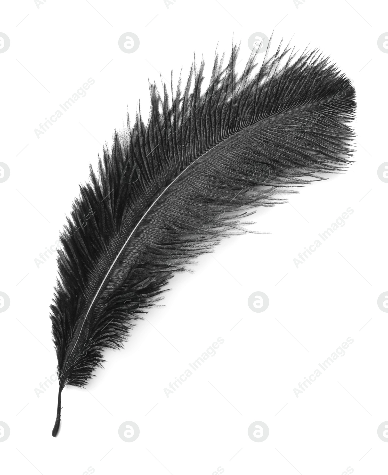 Photo of Beautiful black bird feather isolated on white, top view