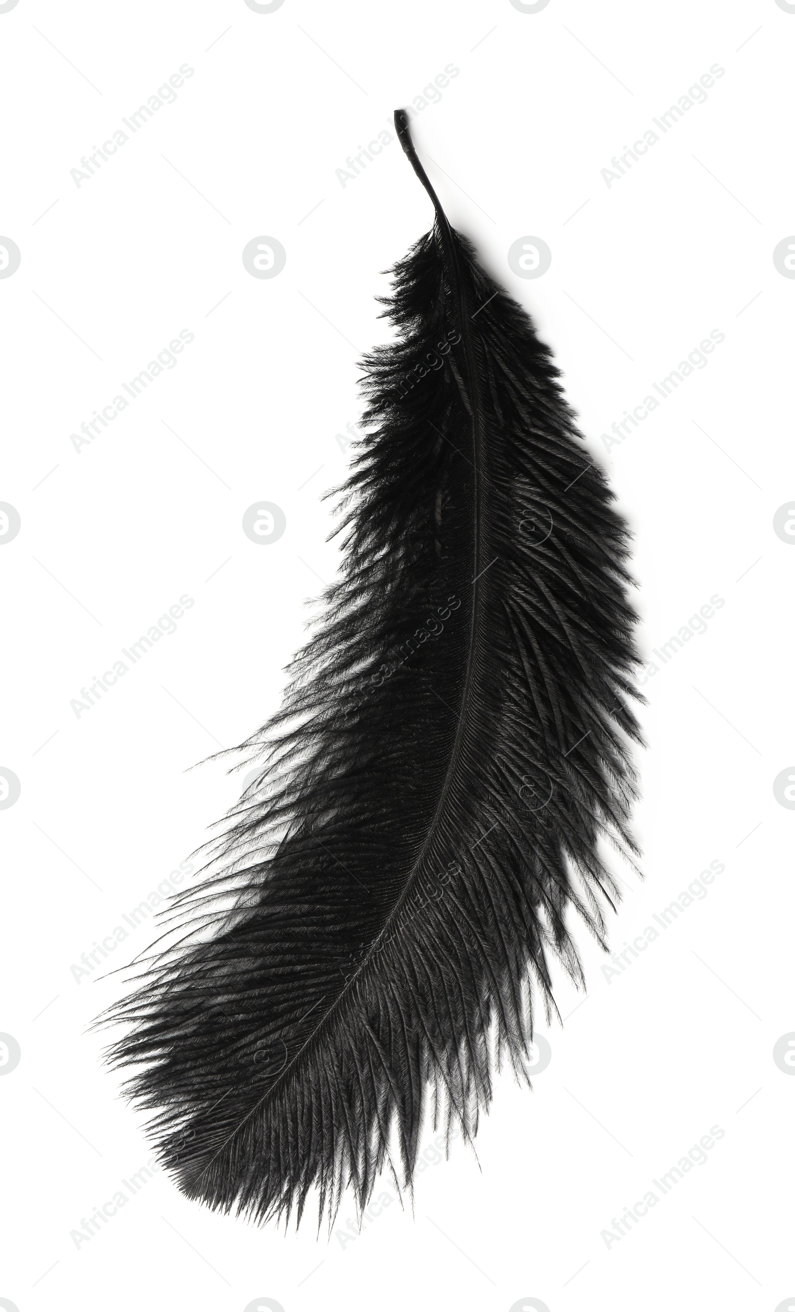 Photo of Beautiful black bird feather isolated on white, top view