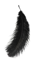 Beautiful black bird feather isolated on white, top view